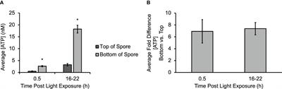 Polarized distribution of extracellular nucleotides promotes gravity-directed polarization of development in spores of Ceratopteris richardii